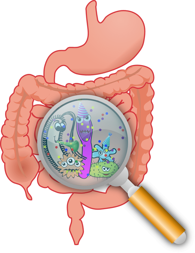 Gut bacteria